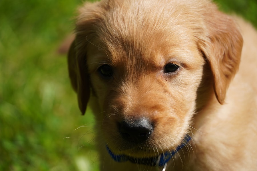 top 10 female dog names