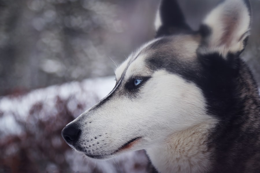 husky