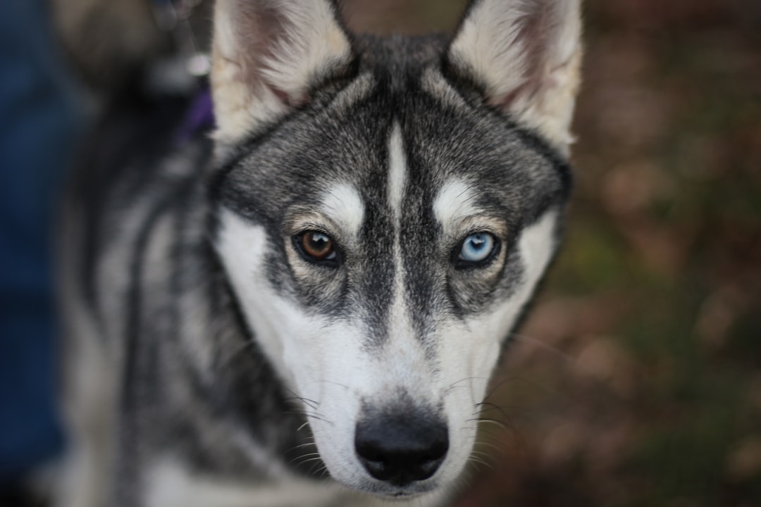 Photo husky
