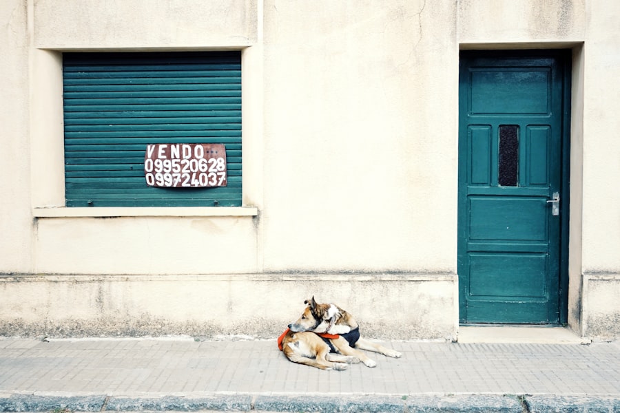 Photo veterinary pharmacy