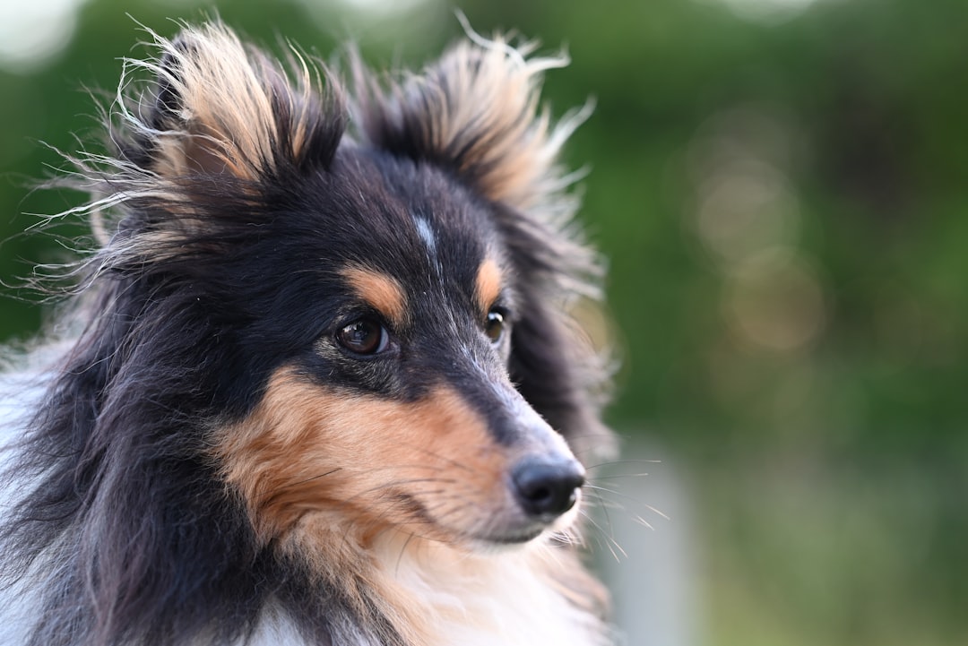 Photo rare male dog names